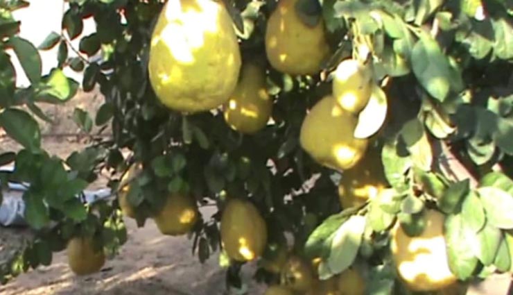 weird news,weird lemon,lemon like watermelon