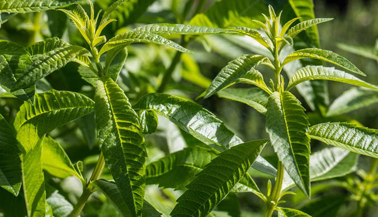 5 Amazing Health Benefits Lemon Verbena