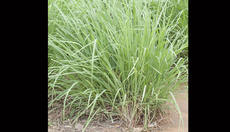 plants to keep flies away,tips to get rid of flies,basil,lemongrass,lemon thyme,mint,rosemary