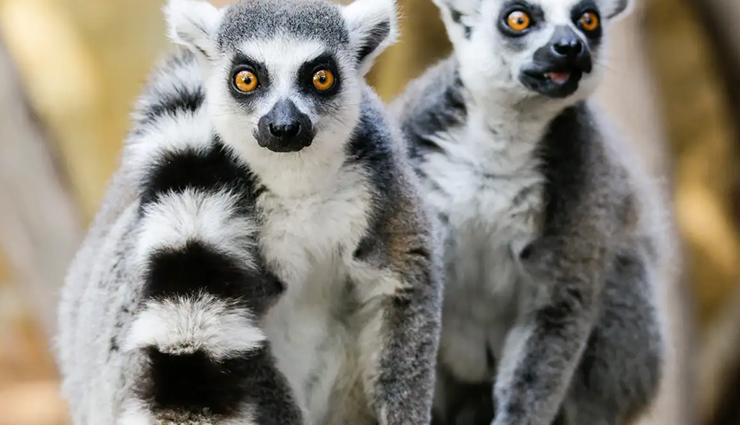 madagascar,travel destinations in madagascar,travel tips,tourism