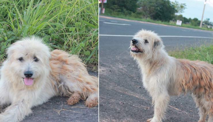 कुत्ते का मालिक के प्रति प्यार, 4 साल तक करता रहा एक ही जगह इंतजार