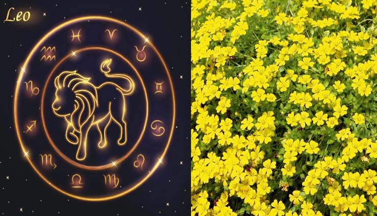 astrology tips,astrology tips in hindi,plants according to the zodiac sign,good luck plants