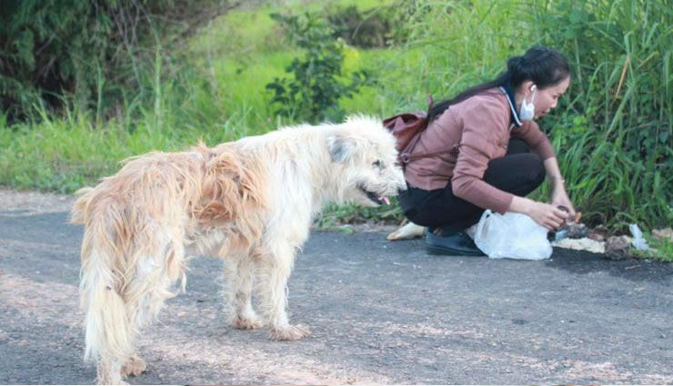 कुत्ते का मालिक के प्रति प्यार, 4 साल तक करता रहा एक ही जगह इंतजार thailand,leo,wired story,lost dog