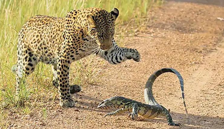 छिपकली से 'थप्पड़' खाकर गुस्से में तेंदुए ने किया ऐसा, देखे वायरल वीडियो