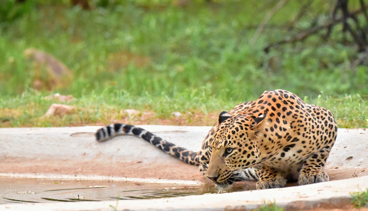 leopards,places to spot leopards in india,india,jhalana leopard safari park,rajasthan,jawai leopard reserve,satpura national park,madhya pradesh,kumbhalgarh wildlife sanctuary,rajasthan,bandipur national park,karnataka