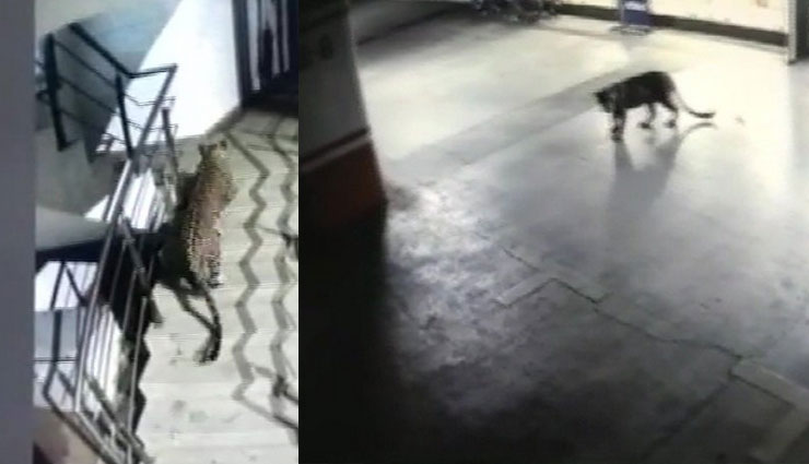 महाराष्‍ट्र: होटल के बेसमेंट में घूमते और सीढ़ि‍यां चढ़ते दिखा चीता, CCTV में हुआ कैद