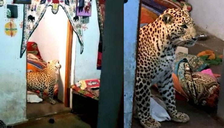 घर के अंदर घूमता रहा तेंदुआ, देख पड़ोस‍ियों के उड़े होश