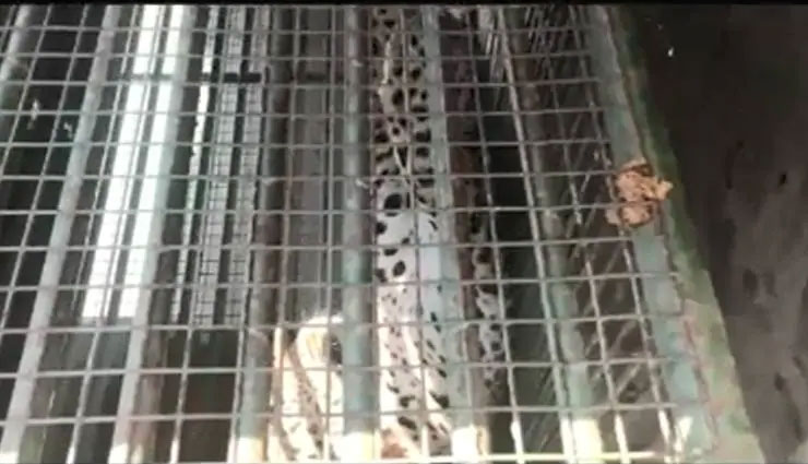 घर के अंदर घूमता रहा तेंदुआ, देख पड़ोसियों के उड़े होश leopard,house,forest department,rescue,kutch,gujarat,weird news