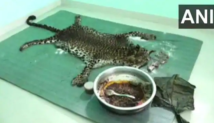 पहले तेंदुए को जाल में फंसाया, मारा, फिर पकाकर खा गए 5 लोग