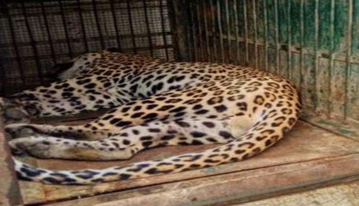 उदयपुर : गांव में तेंदुआ घुसने से मचा हडकंप, भगाने के लिए चलाए पटाखे, वन विभाग ने पकड़ा