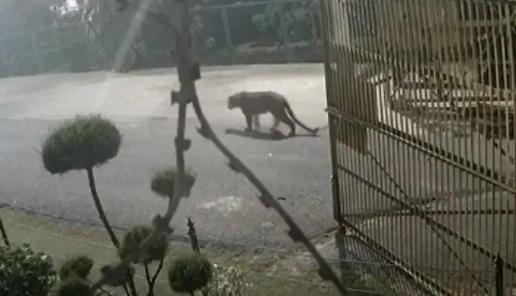 लखनऊ में रात को घनी आबादी में घुसा तेंदुआ, 3 लोगों पर किया हमला 