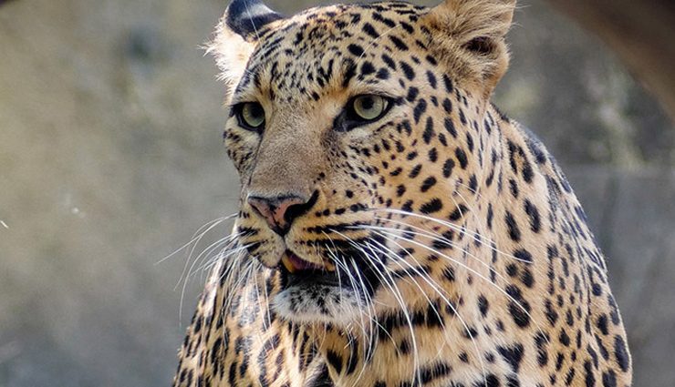 राजस्थान के बांसवाड़ा में लेपर्ड का खौफ, तीन दिन में दूसरी बार किया हमला 