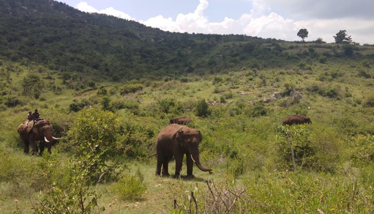 leopards,places to spot leopards in india,india,jhalana leopard safari park,rajasthan,jawai leopard reserve,satpura national park,madhya pradesh,kumbhalgarh wildlife sanctuary,rajasthan,bandipur national park,karnataka