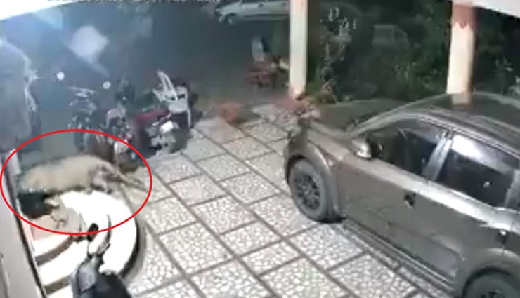 चुपके से घर के अंदर घुसा तेंदुआ और फिर कर दिया अटैक, देखे वीडियो