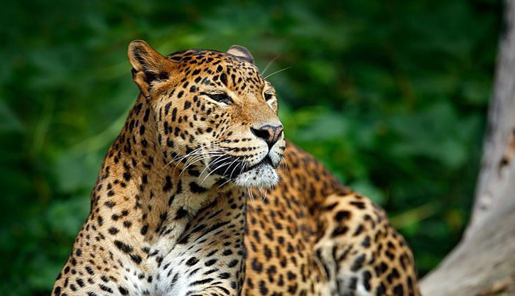 sanctuaries to spot leopard,leopard in india,bera wildlife sanctuary,rajasthan,kabini wildlife sanctuary,karnataka,andhari wildlife sanctuary,maharashtra,sasan gir wildlife sanctuary,gujarat,bandhavgarh national park,madhya pradesh