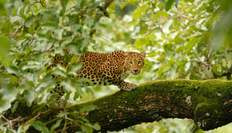 5 Sanctuaries To Spot Leopard in India