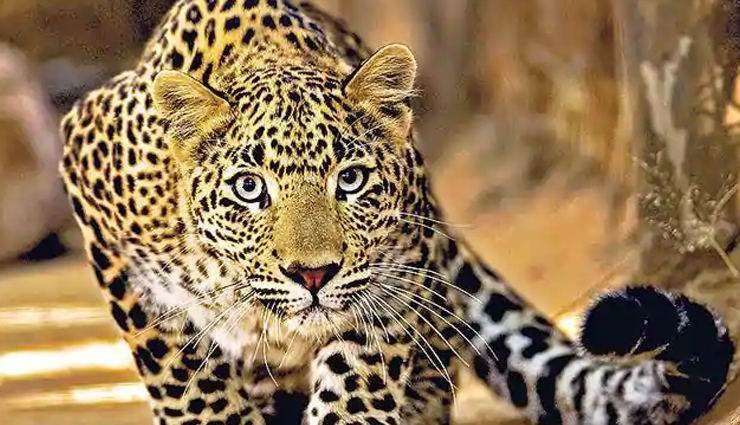 sanctuaries to spot leopard,leopard in india,bera wildlife sanctuary,rajasthan,kabini wildlife sanctuary,karnataka,andhari wildlife sanctuary,maharashtra,sasan gir wildlife sanctuary,gujarat,bandhavgarh national park,madhya pradesh