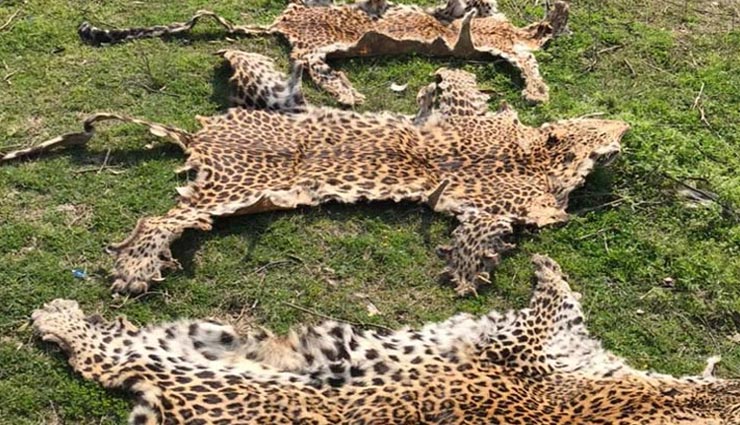 हिमाचल : दो युवकों से बरामद की तीन तेंदुए की खालें, कीमत दस लाख से अधिक