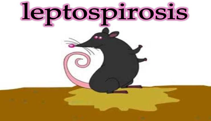 Health tips,health tips in hindi,leptospirosis disease,leptospirosis symptoms,leptospirosis rescue methods