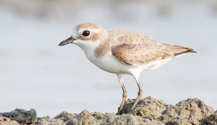 plover and lapwing found in india,india travel,india tourism,tourist places in india,holidays,travel