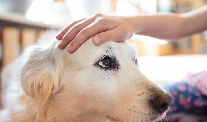 lessons to learn from dog,dog tips,lessons to learn