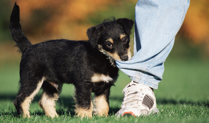 lessons to learn from dog,dog tips,lessons to learn