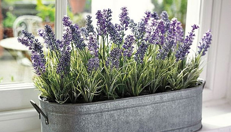 bedroom plants,household tips,home decor,plants for sound sleep