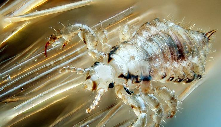 benefits of lavender oil,lavender oil skin benefits,skin benefits,skin care tips,beauty tips,beauty hacks,beauty benefits of lavender oil