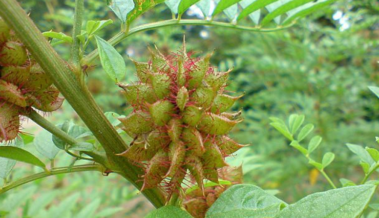 herbs and their benefits,some special herbs for health,healthy living,Health tips,herbs and its benefits