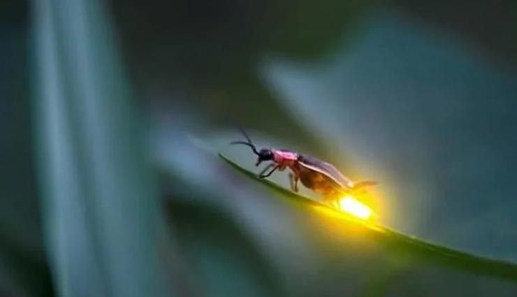 आखिर किस कारण से चमकते हैं रात में जुगनू? जानें इसका रहस्य weird news,weird information,firefly glow at night