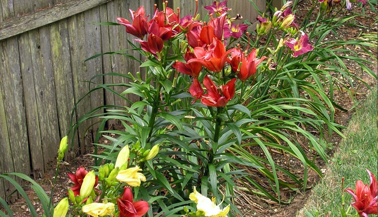 these plants brings growth in house,money plant,liliy plant,bamboo tree,lotus,aamla,chinese flower,shwetark plant,jyotish