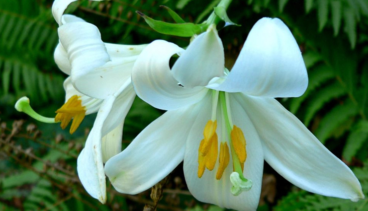 flower gift ideas for women,flowers for romantic gestures,popular flowers for girlfriends,flowers for women’s preferences,romantic floral arrangements,choosing flowers for her,flower meanings for romantic gifts,favorite flowers for female friends,flowers that women adore,symbolic flowers for romantic gifts