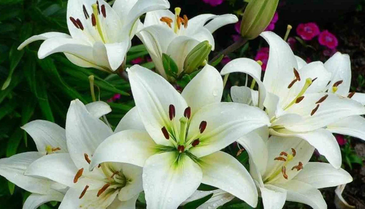 मन को सुकून और शांति देने वाले ये 5 पौधे घर में करेंगे धन का आगमन fengshui tips,fengshui tips in hindi,plants for money