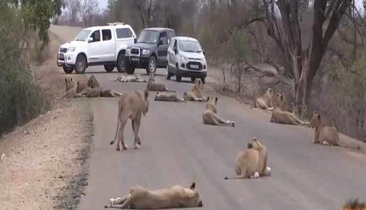 बीच सड़क पर आराम फर्मा रहे थे शेर, किसी की हॉर्न बजाने की नहीं हुई हिम्मत, देखे वीडियो