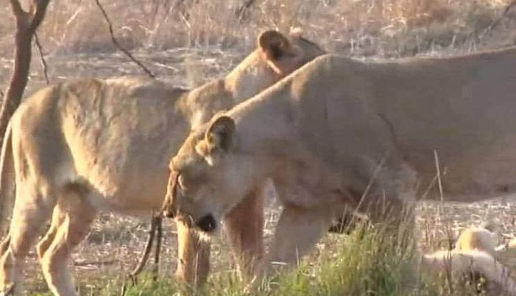 गिर के जंगल में शेरों के बीच पनप रहा समलैंगिक रिश्ता, वन्य अधिकारी भी हैरान