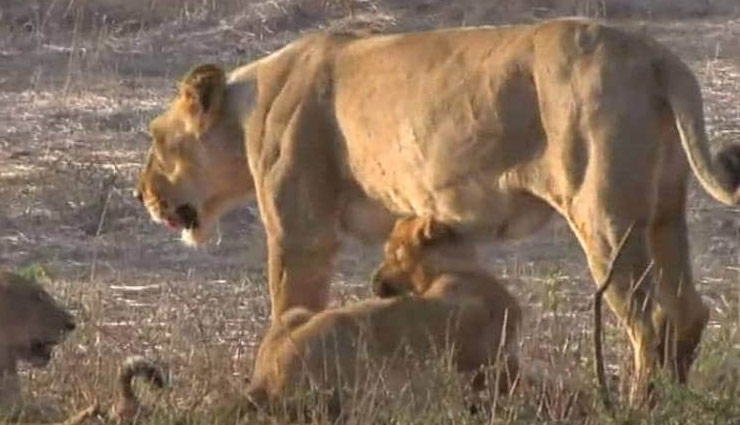 wild life,animals,lion,homosexual,junagadh,forest life,weird news in hindi