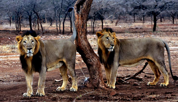 wild life,animals,lion,homosexual,junagadh,forest life,weird news in hindi