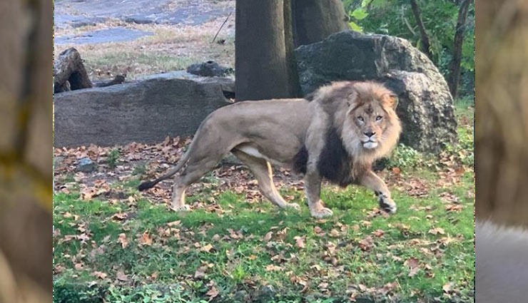 woman,climbs,safety barrier,zoo,taunt,lion,video viral