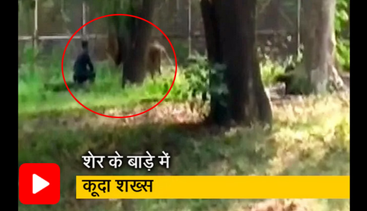 शेर के बाड़े में कूदा शख्स, फिर जो हुआ देख लोगों के हुए रोंगटे खड़े, देखे वीडियो