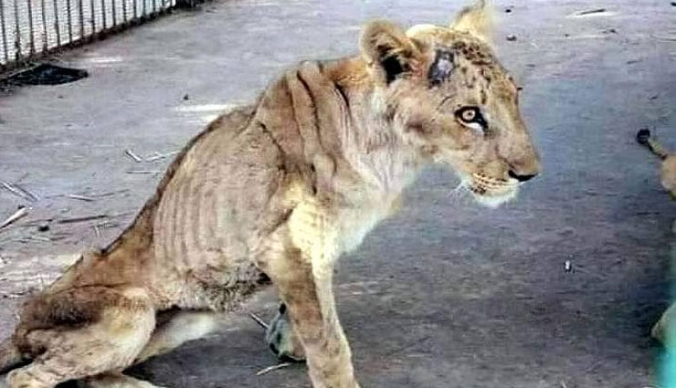 जंगल के राजा का इतना बुरा हाल देख आपकी आंखों से भी बहने लगेंगे आंसू