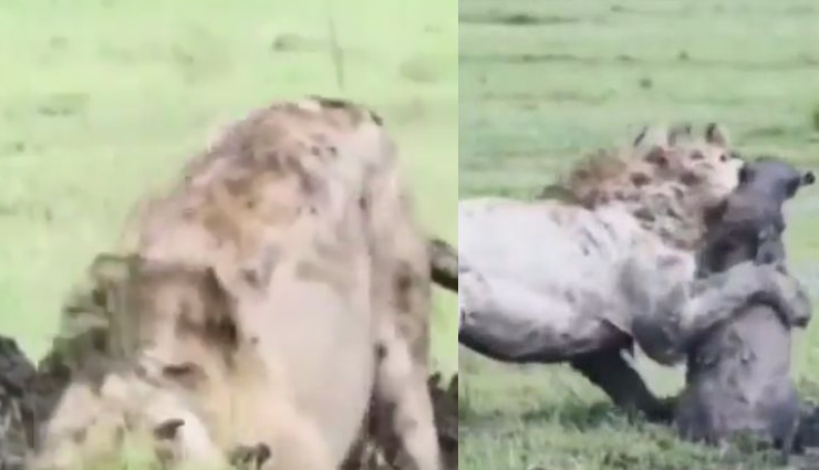 VIDEO: शिकार की तलाश में शेर ने खोद डाली जमीन, फिर जो हुआ... देख रोंगटे खड़े हो जाएंगे