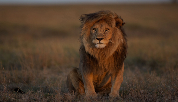 इस वीडियो को देखकर आपको भी हो जाएगा शेर की ताकत का अंदाजा 
