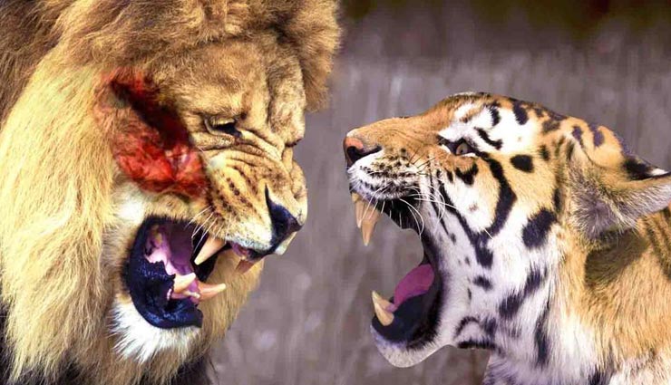 शेर और बाघ के ये अंतर चौकाने वाले, शायद ही जानते होंगे आप इनके बारे में