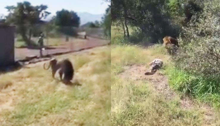 दिल दहलाने वाला वीडियो : खाना देने आए शख्स पर शेर ने किया हमला, देखे विडियो