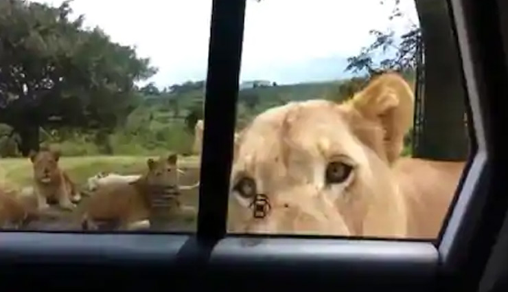 कार रोककर शेरों का वीडियो बना रहे थे, तभी अचानक से शेरनी ने खोल दिया  दरवाजा, देखे VIDEO