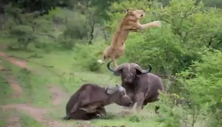 VIDEO : भैंसे के सामने नहीं टिक पाया शेर, सींग से उठाकर दी पटकनी, भागता नजर आया जंगल का राजा