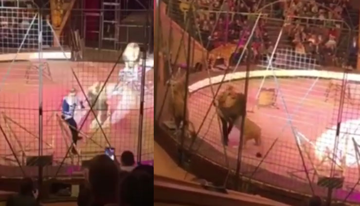 सर्कस में ट्रेनर पर जब शेर ने कर दिया हमला, रुक गई देखने वालों की सांसे, देखे वीडियो