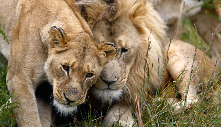 चिड़ियाघर में चार शेर हुए कोरोना संक्रमित, स्टाफ के दो सदस्य भी संक्रमण का शिकार