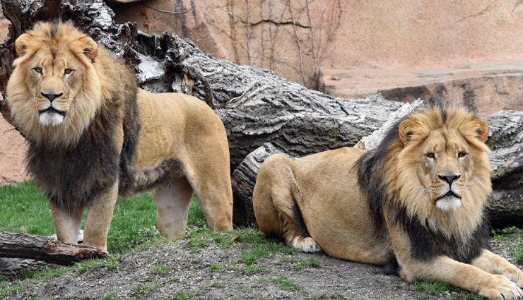 हैदराबाद के चिड़ियाघर में पहुंचा कोरोना, 8 शेर हुए संक्रमित! 