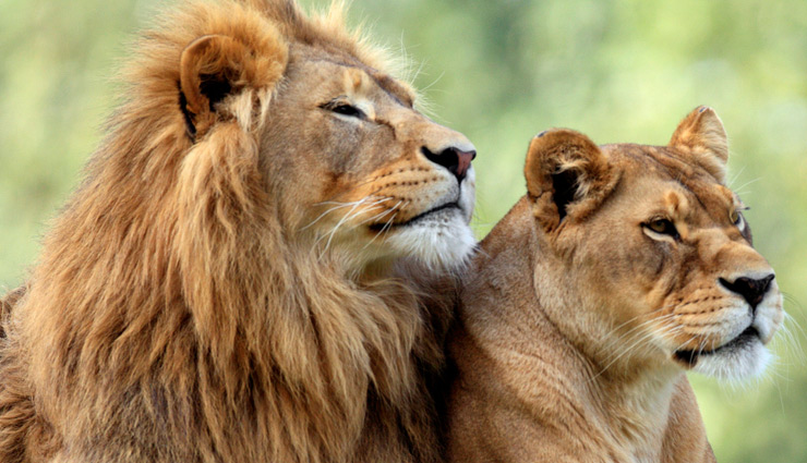 बड़ी खबर! शेरों तक पहुंचा कोरोना, संक्रमण  से एक शेरनी की हुई मौत, 9 शेर संक्रमित